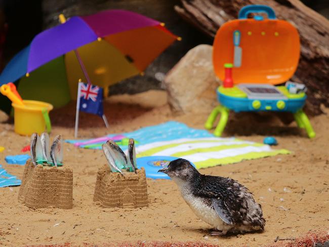 The little penguins at Manly SEA LIFE Sanctuary. Picture: Troy Snook