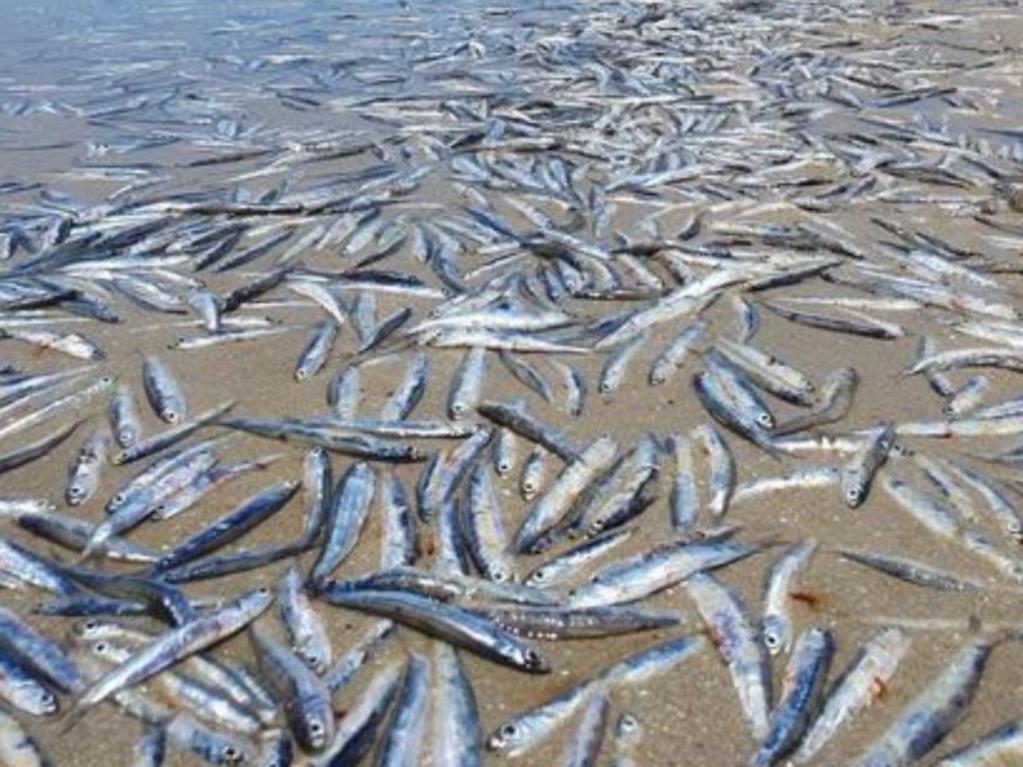 Hundreds of dead fish washed up at Semaphore beach at the weekend. Picture: 7 News