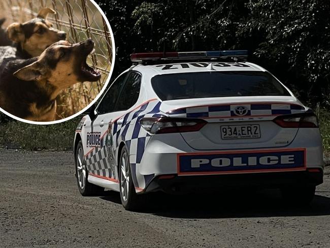 Investigations are underway following a spate of dog attacks which put three Gympie residents in hospital and sparked an hours-long hunt by police and rangers for the dangerous animals.