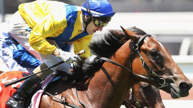 Tony McEvoy says punters should not overlook Run Naan in the Blue Dimaond.