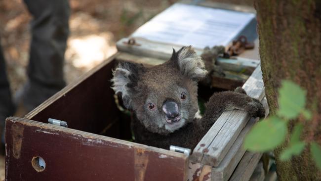 Koalas rescued from the Mallacoota fires have been recovering at Phillip Island Nature Park. Picture: Phillip Island Nature Parks.