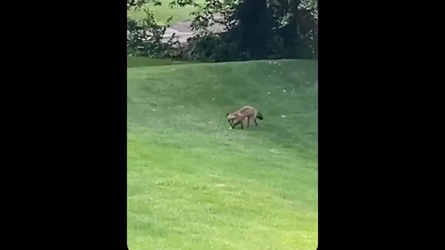 'Hey, give it back!': Ball-stealing fox outwits golfe