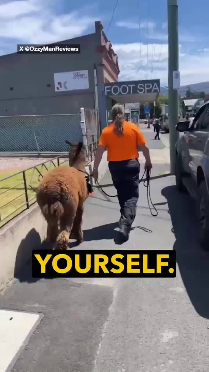 Video captures ‘most Aussie interaction ever’