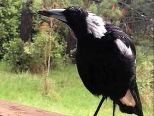 A magpie has become a viral sensation for mimicking a neighbour's pet dog. Picture: My Holistic House