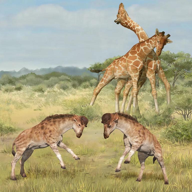 Intermale competitions involving members of the giraffe family are seen in an undated illustration. In the foreground, two males of the extinct species Discokeryx xiezhi that lived 17 million years ago in what is now the Xinjiang region of northwestern China are seen. In the background, two males of the modern giraffe species Giraffa camelopardalis that inhabits parts of sub-Saharan Africa are pictured. Wang Yu and Guo Xiaocong