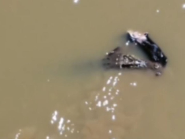 The video shows a large crocodile eating an animal in the Fitzroy River. Footage captured by Minco de Bruin