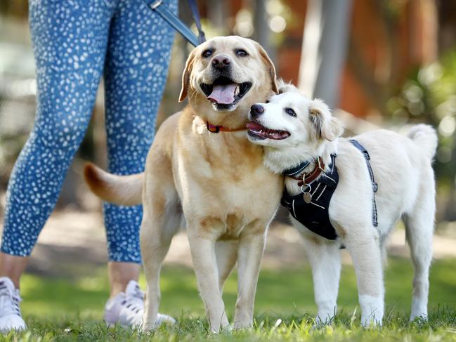 River (the Border Collie pup) and Buddha (Golden Labrador). The breeds are some of the state’s naughtiest. Picture: Sam Ruttyn