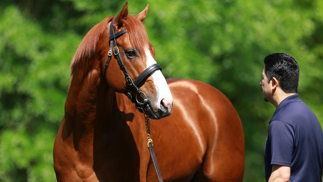 Storm Boy’s sire, Justify.