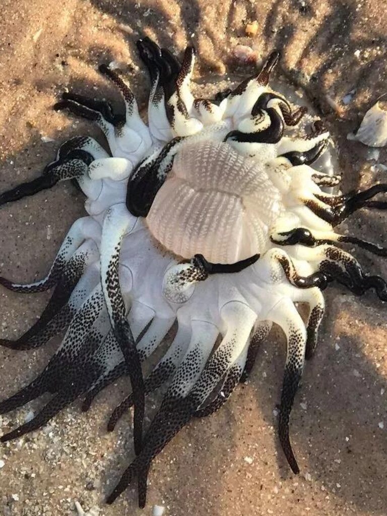 This alien-like creature found washed up on a beach in Broome, Western Australia, is an armed anemone, flipped over.