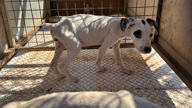 A stray dog, unable to be taken to the shelter, was found by Kodie Stirling roaming the streets of Narromine during the holiday period. She took to Facebook to ask for someone to care for it. Picture: Kodie Stirling/Facebook