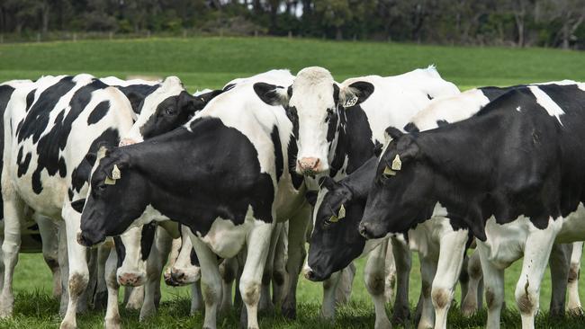 The Australian dairy outlook is positive this spring. Picture: Zoe Phillips