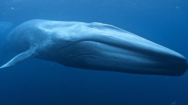 The Bonney Upwelling is famous as a feeding site for blue whales. Picture: CSIRO