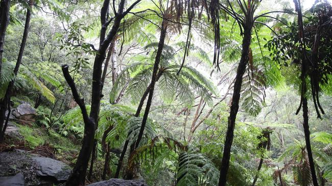 The program is aimed at supporting the environment. Pictured here is Flat Rock Gully in Willoughby.