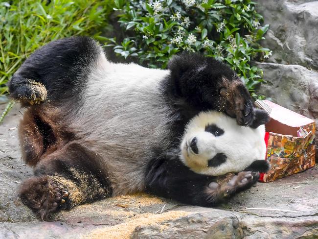 November 14 2024Adelaide Zoo. Wang Wang and Fu Ni final farewell at Adelaide zoo. Fu Ni pictured.Picture: RoyVPhotography