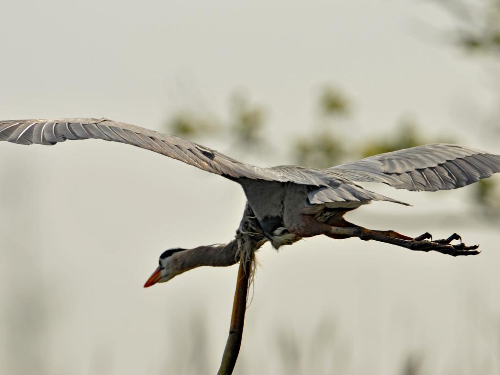 Mr Davis said eagles were following the heron through the air. Picture: Sam Davis/Jam Press