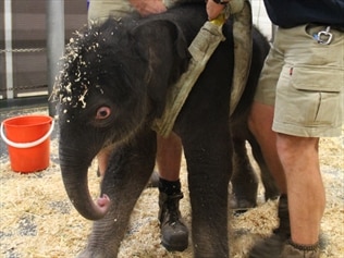 Baby Elephant Born At Melbourne Zoo | News.com.au — Australia’s Leading ...