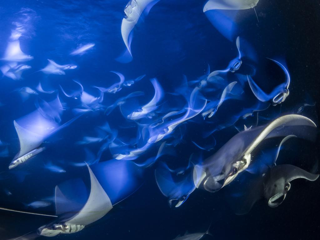 Lumix People’s Choice Award: Otherworldly by Franco Banfi, Switzerland/Wildlife Photographer of the Year 2018/Natural History Museum. A school of Munk’s devil ray were feeding on plankton at night off the coast of Isla Espíritu Santo in Baja California, Mexico. Franco used the underwater lights from his boat and a long exposure to create this otherworldly image.