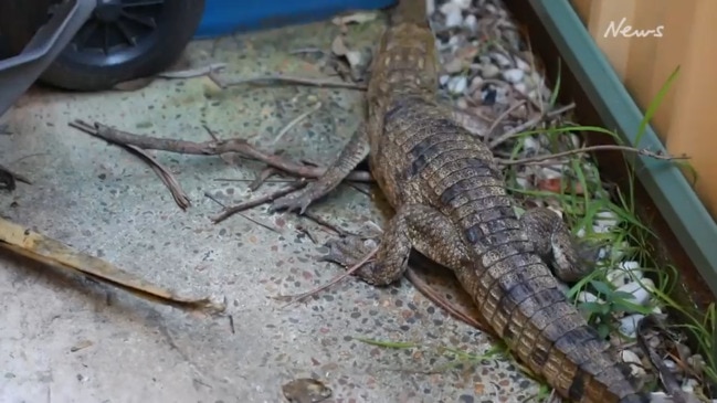 ‘Mind blown’:Pet croc rescued from suburban backyard