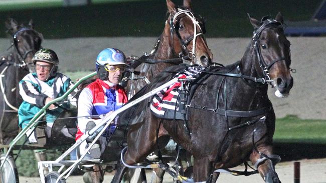 Hectorjayjay is a dominant favourite for the Group 1 Blacks A Fake at Albion Park on Saturday night. Picture: Stuart McCormick