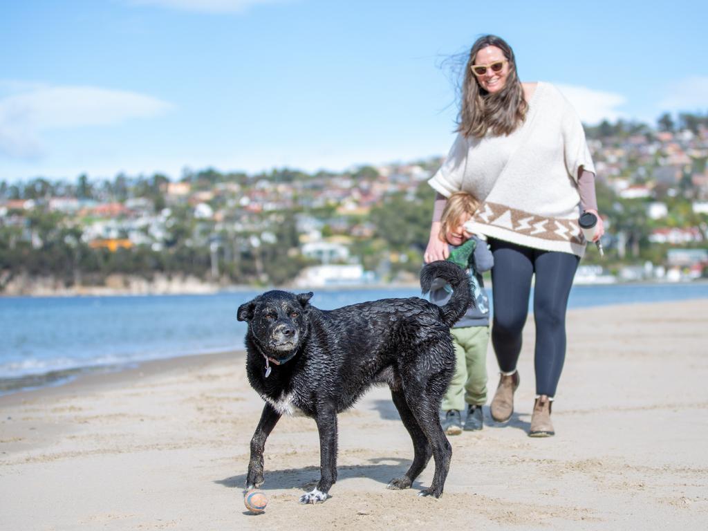 The hardworking Kelpie Cross has lost ground in the popularity stakes. Still, it is a favourite for active owners and rural households who value its energy, intelligence, and strong work ethic. Picture: Linda Higginson