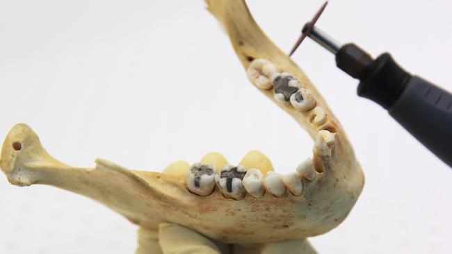 A scientist testing a jaw bone.