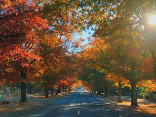 A riot of colour at Macedon's Honour Avenue.