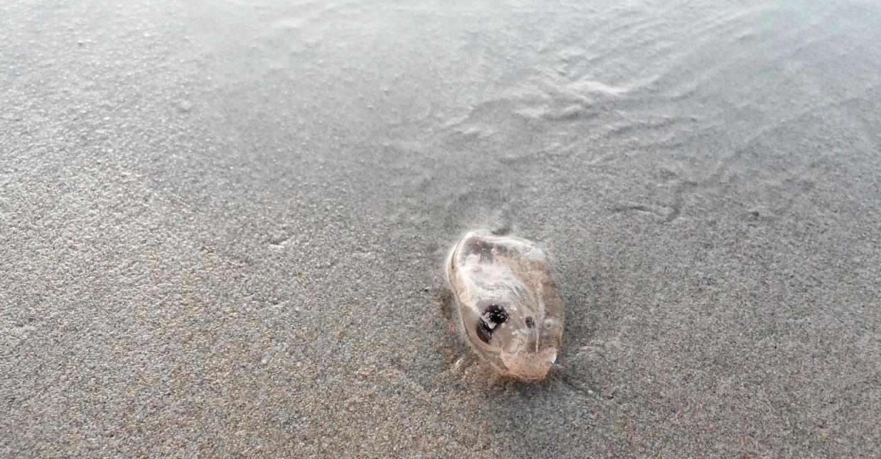 A salp lying in the sand at Coolum Beach. Picture: Kathy Sundstrom