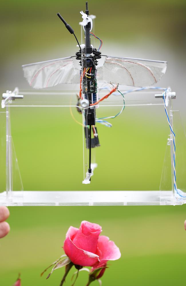 The Pollination Drone designed by University of Adelaide mechanical engineering students, James Cartwright, William Foster-Hall, William Tam and Harshil Vinod. Picture: Mark Brake