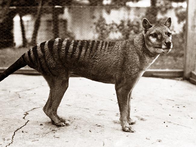 University of Tasmania research suggests the thylacine may have survived into the 2000s and there's a chance Tasmanian tigers may still exist in Tasmania's remote South West.