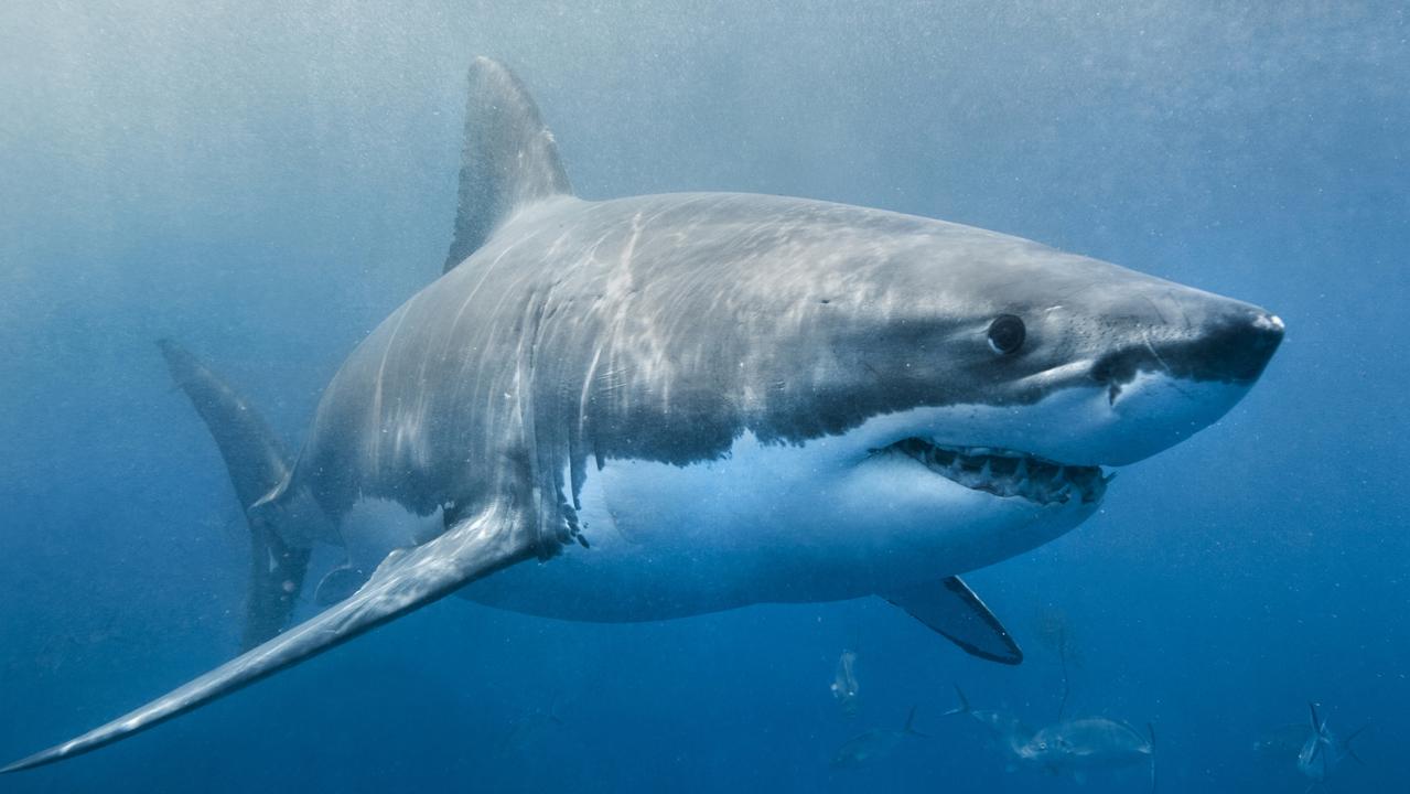 Shark attack sparks debate over act that ‘needs to happen’