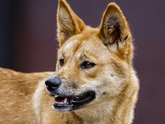 SYDNEY, AUSTRALIA - APRIL 06: A dingo looks on from it's new habitat on April 06, 2023 in Sydney, Australia. Nura Diya Australia features 23 unique and iconic Aussie species. It allows visitors to stroll amongst Kangaroos, come paw-to-paw with Dingo pups and walk within the tree canopy to see Koalas up close, the zoo says. These animals are some of the oldest and most rare wildlife and found nowhere else on earth. (Photo by Jenny Evans/Getty Images)