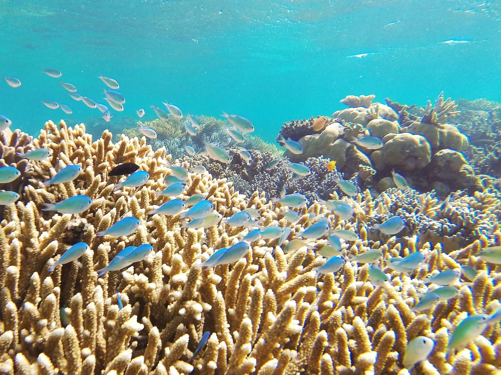 Three-quarters of coral in the Lizard Island region have been lost due to climate change and cyclones