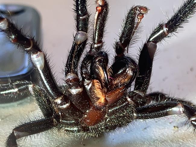 The public are urged to be extremely careful in dealing with funnel webs for the anti venom program. Picture Australian Reptile Park.
