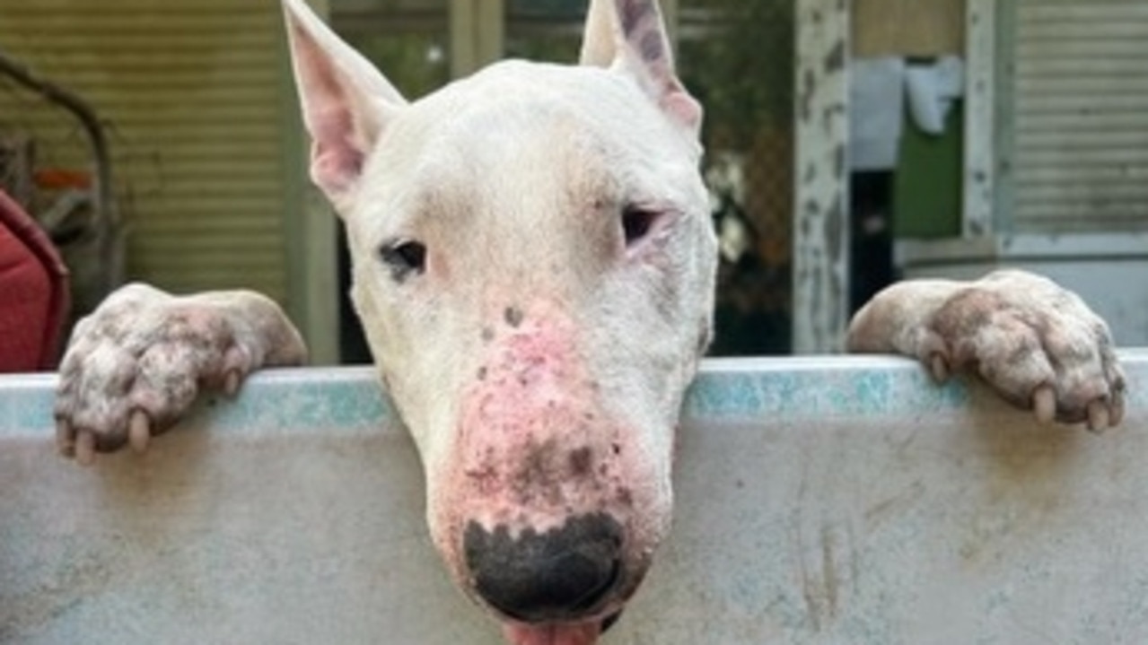 Remy was saved from "death row" at a council-run pound and has been taken in by a group of Bowen animal warriors. A heartbreaking post about his plight has gone viral and raised more than double needed for his surgery.