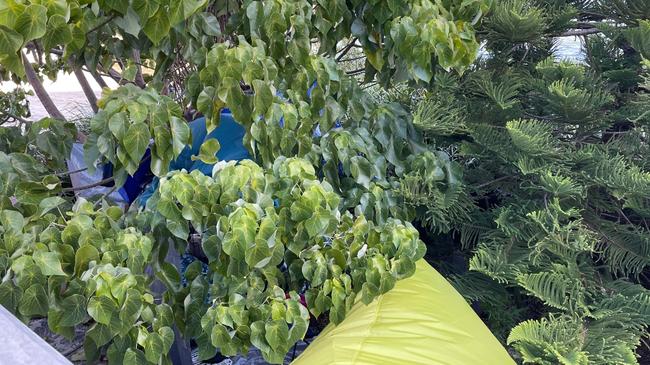 A camp site among trees on the Nerang River near Surfers Paradise.