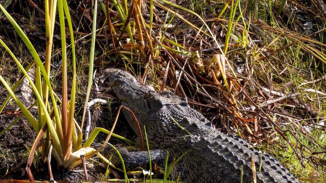 The crocodile lurking below its nest in Jabiru lake. Picture: Jon Westaway