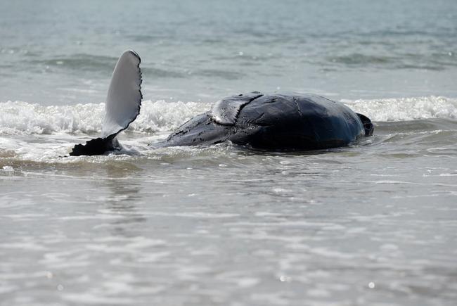 STRANDED WHALE: The whale at Woodgate Beach near the Burrum River. Picture: Mike Knott