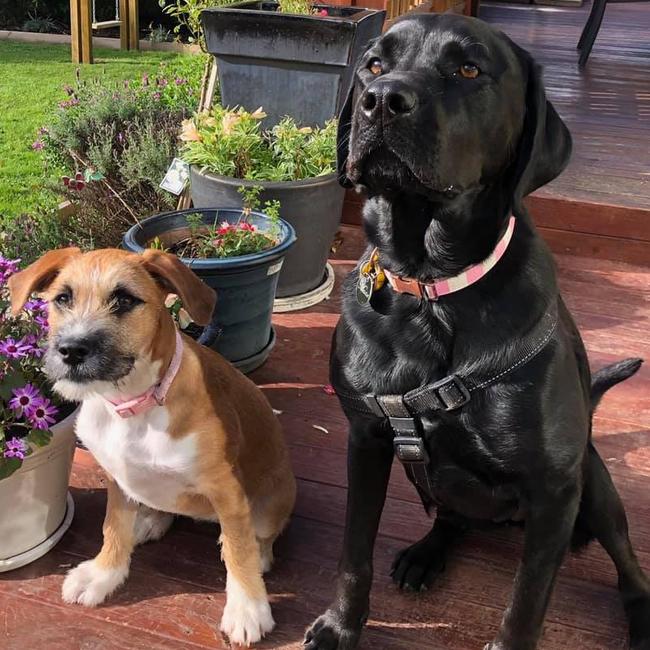 Tassie's Pawfect Pairs | Chris Schuth: My Ridgeback cross puppy Pyper adopted from the dogs home 4 months ago and her big cousin Macey the Labrotti