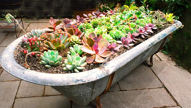 Super spread: This bath planter is filled with wonderful succulents that can go for long periods without water. Picture: Tony Fawcett