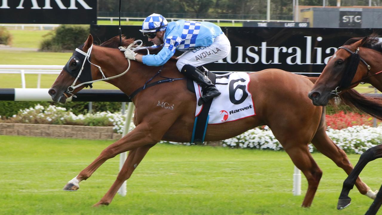 Oriental Runner makes his return from a long lay-off for new trainer Tony Sergi at Wagga on Friday. Picture: Grant Guy