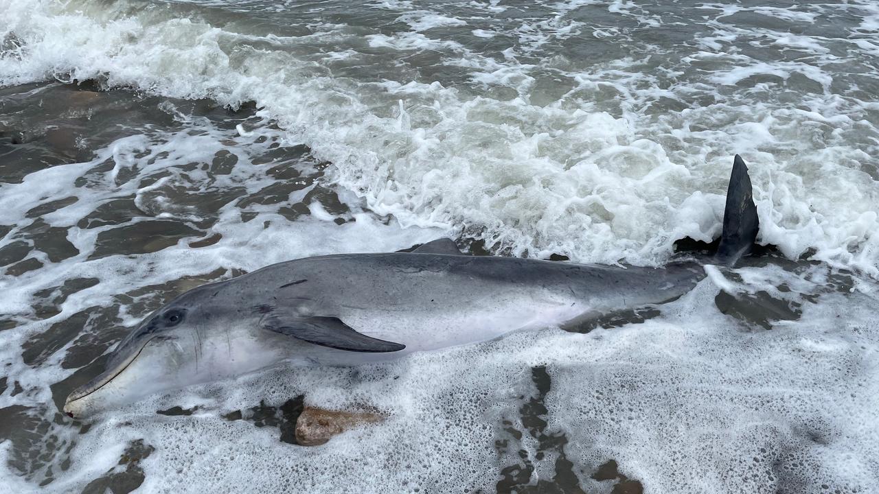 Researchers: Dolphins found dead were stranded during Sally