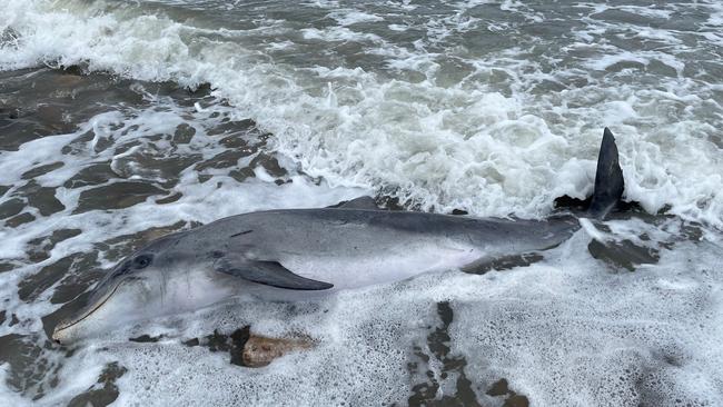 Australian Marine Wildlife Research and Rescue Organisation president Aaron Machado said the dolphin appeared “emaciated” and “underweight”. Picture: Supplied