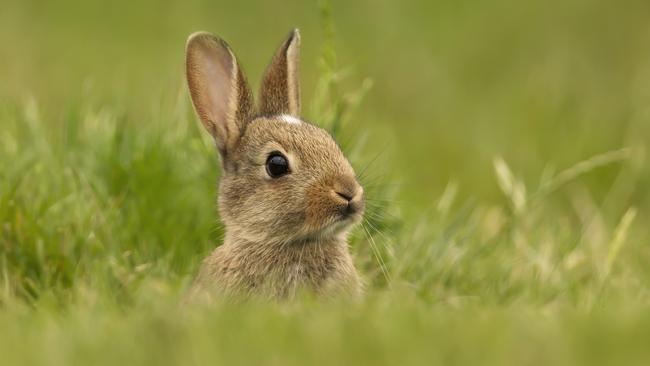 Hobart’s CBD has seen a surge of rabbits hopping in.