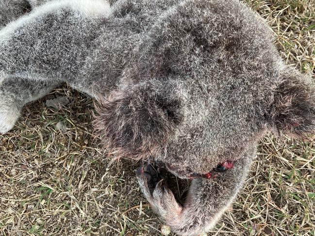 Eugenie Navarre found a dead koala on the Warrego Highway near Jondaryan between Dalby and Toowoomba and is calling for motorists to take care and for signs to be erected for the safety of our native animals.