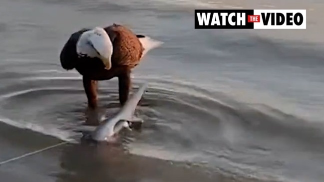 Watch a Bald Eagle Steal a Fisherman's Shark in Crazy Video - AZ Animals