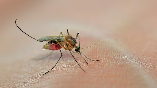 Japanese encephalitis, which is spread by mosquitoes, can be fatal but the risk is very low. Picture: Supplied