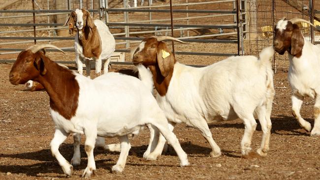 Goats on a drought-stricken property near Gunnedah in northwest NSW. Picture: Peter Lorimer