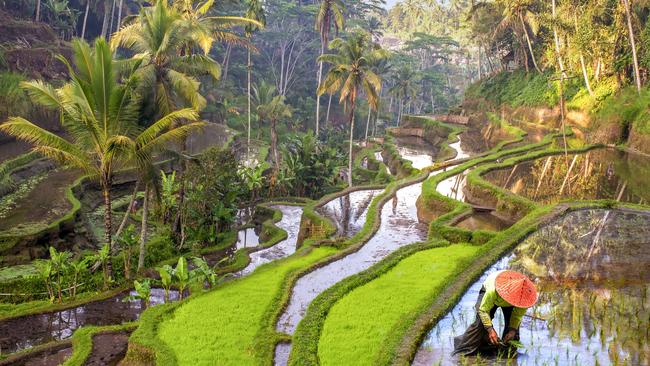 Rice field workers in Bali, IndonesiaEscape 24 March 2024NewsPhoto - iStock