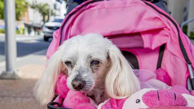 Gold Coast Councillor Dawn Crichlow with her dog Princess Pookie in Southport. Picture: Jerad Williams