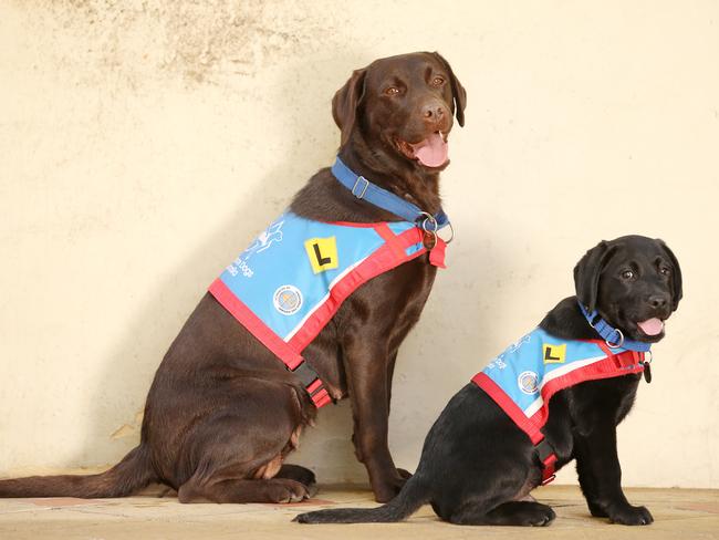 Chocolate Labrador Lorita with a 9-week-old black Labrador pup. Picture: Sam Ruttyn